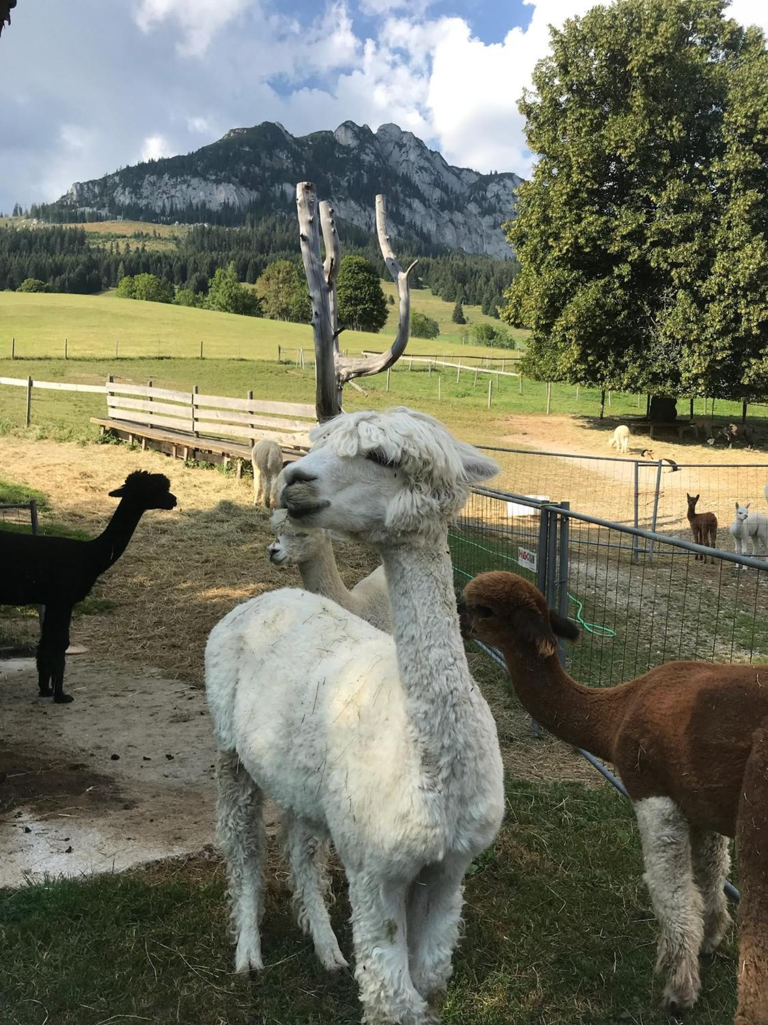 Haus Grimmingblick Villa Zlem Luaran gambar
